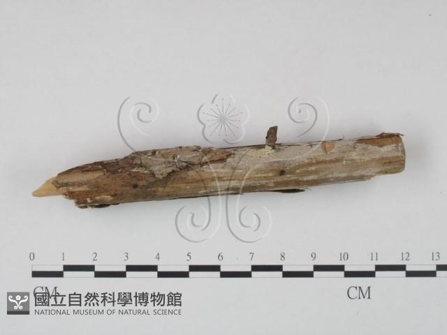 冇骨消絲齒菌藏品圖，第3張