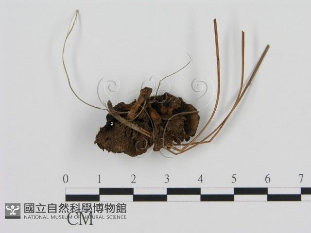 Accession Number:F0013594 Collection Image, Figure 3, Total 3 Figures