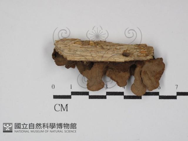 蠔韌革菌藏品圖，第3張