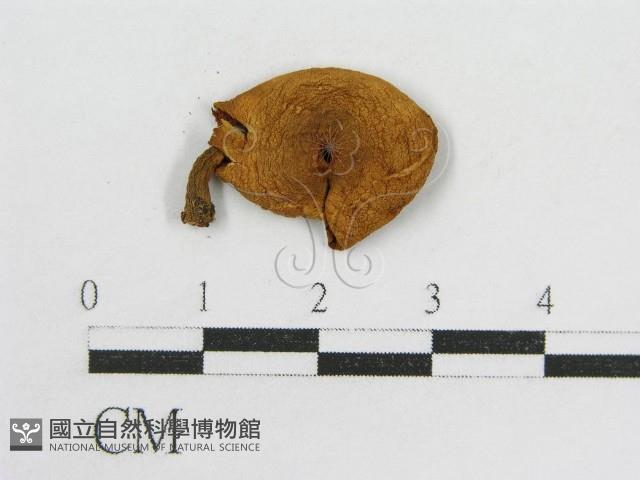 登錄號:F0016194藏品圖，第3張