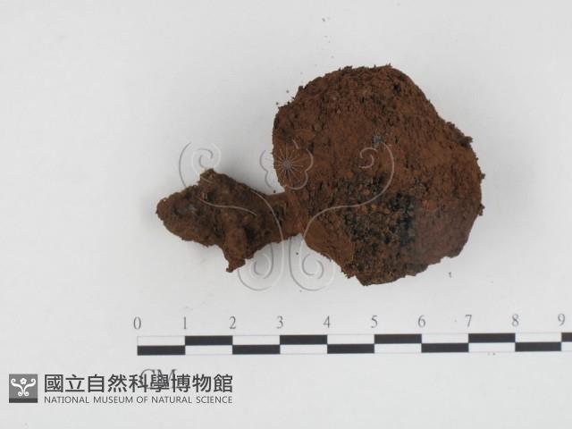 登錄號:F0024194藏品圖，第3張