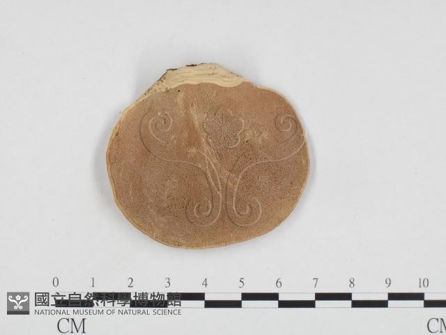 登錄號:F0014194藏品圖，第3張