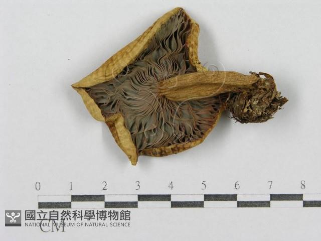 紅菇屬藏品圖，第3張