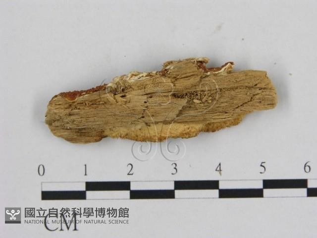 登錄號:F0007194藏品圖，第3張