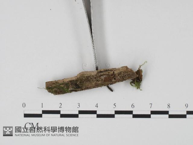 登錄號:F0017194藏品圖，第3張