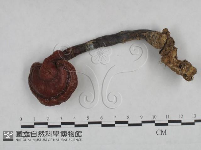 靈芝屬藏品圖，第3張