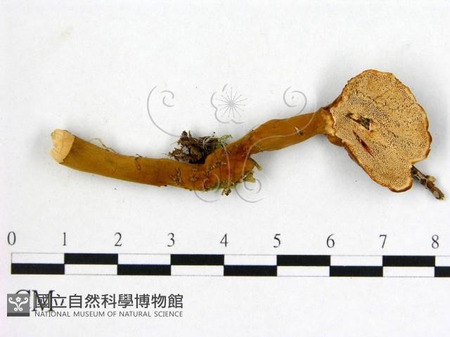 假芝屬藏品圖，第3張