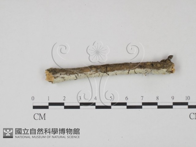 冇骨消絲齒菌藏品圖，第3張