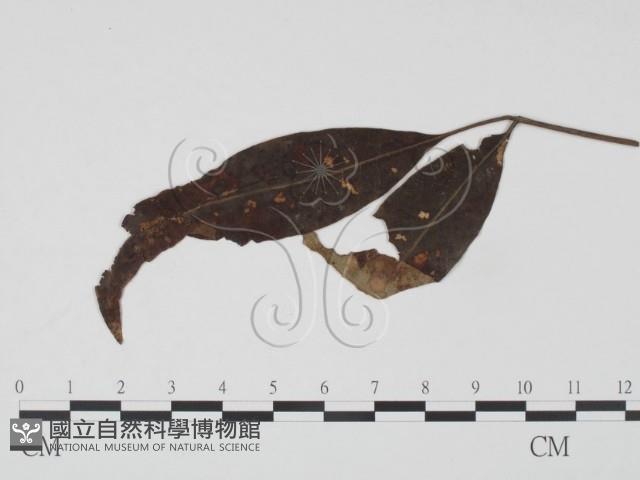 登錄號:F0019194藏品圖，第3張