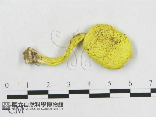 登錄號:F0013194藏品圖，第3張