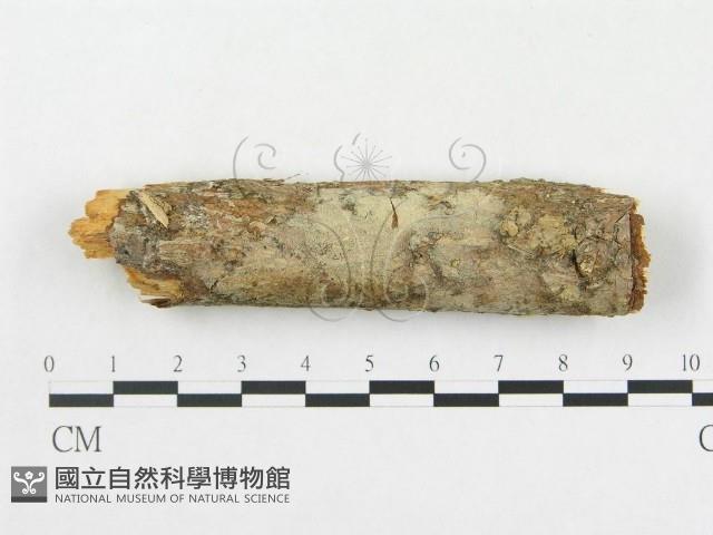 登錄號:F0000094藏品圖，第1張