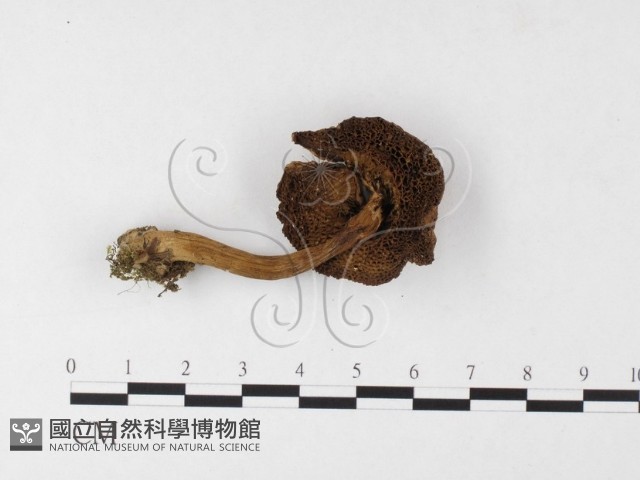 登錄號:F0026094藏品圖，第3張
