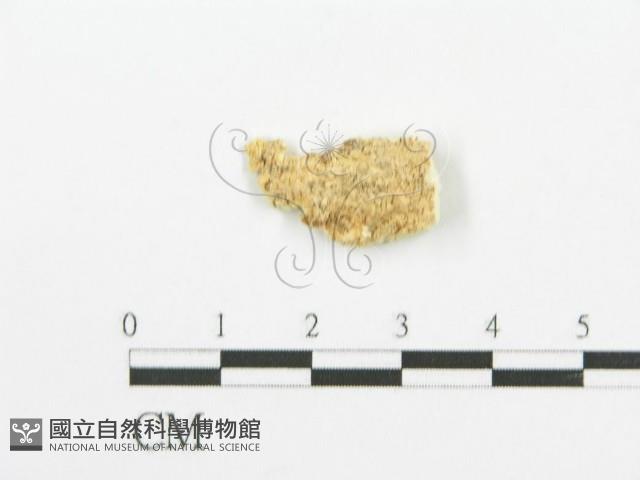 登錄號:F0006094藏品圖，第3張