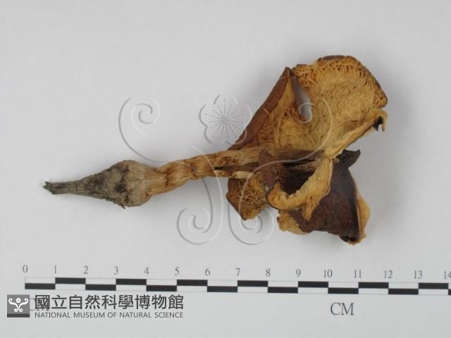 登錄號:F0016094藏品圖，第3張