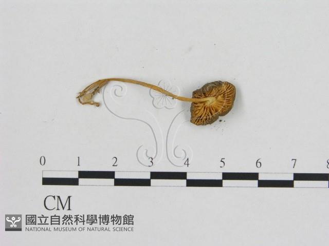 小菇屬藏品圖，第3張