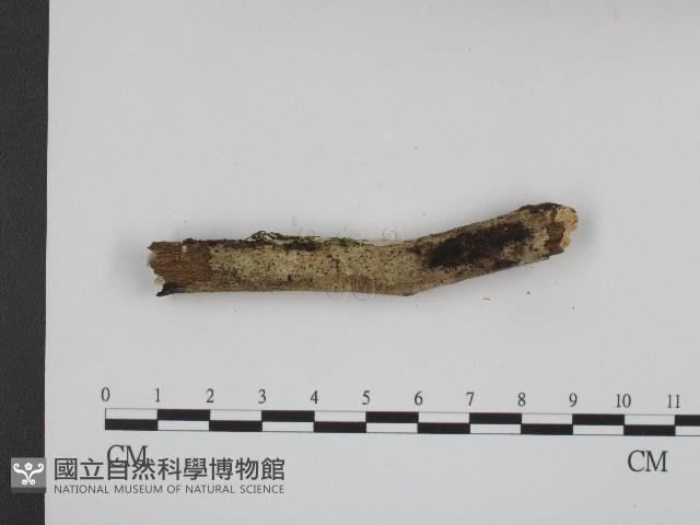 登錄號:F0004094藏品圖，第3張