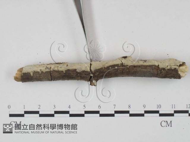 剛毛絲皮菌藏品圖，第3張