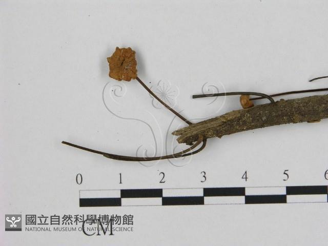 小皮傘屬藏品圖，第3張