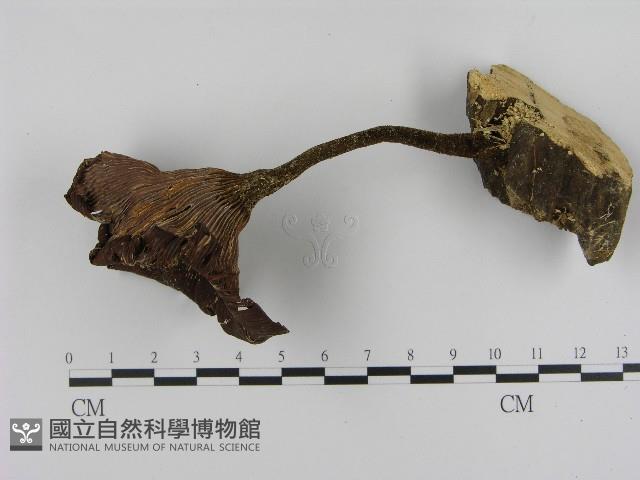 登錄號:F0017094藏品圖，第3張