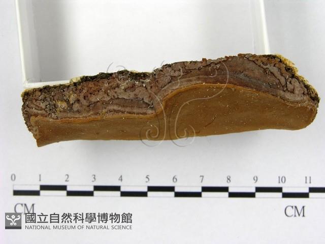 木層孔菌屬藏品圖，第3張