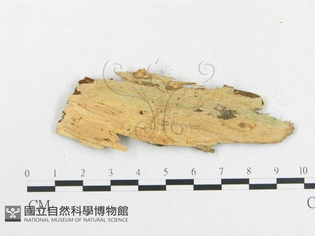 登錄號:F0009094藏品圖，第3張