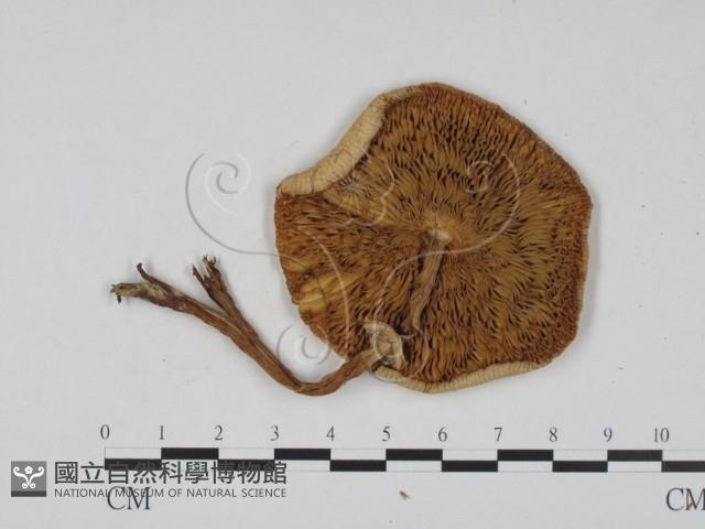 登錄號:F0008394藏品圖，第3張