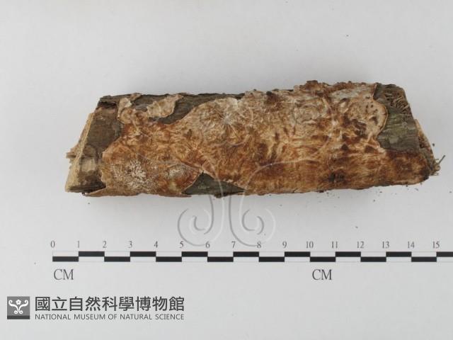 登錄號:F0020394藏品圖，第3張