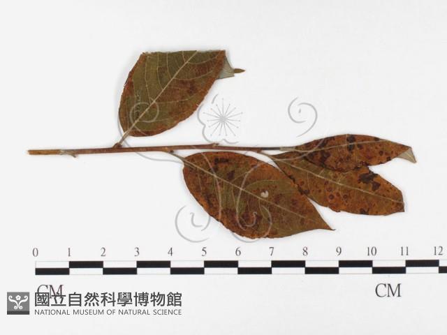 登錄號:F0026394藏品圖，第1張