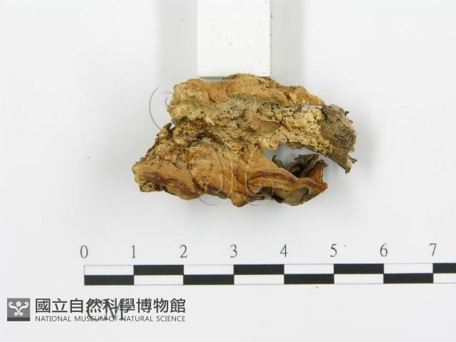 登錄號:F0006394藏品圖，第3張