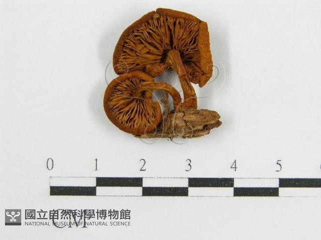 登錄號:F0016394藏品圖，第3張