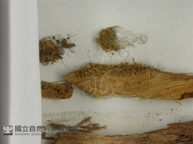 登錄號:F0021394藏品圖，第3張