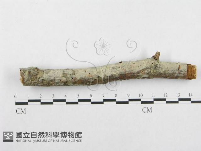 登錄號:F0001394藏品圖，第3張