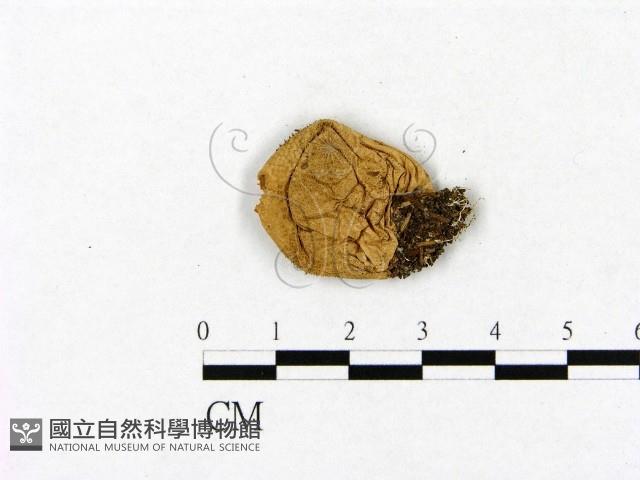 登錄號:F0011394藏品圖，第3張
