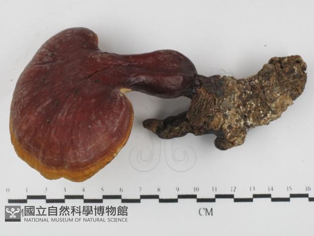 登錄號:F0031394藏品圖，第3張