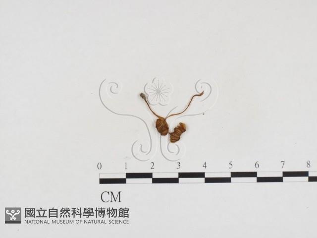 小菇屬藏品圖，第3張