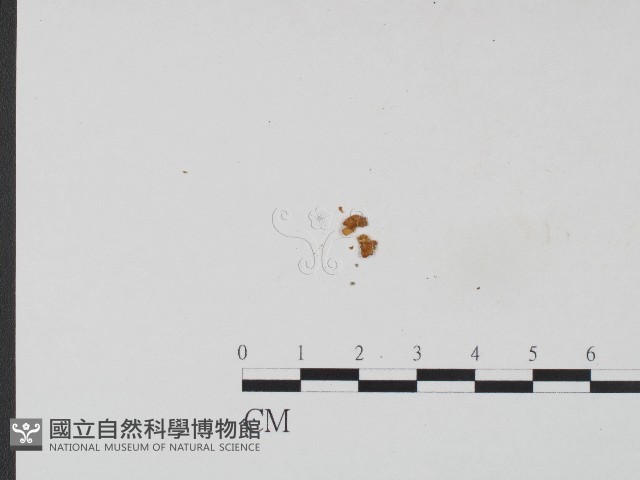 濕傘屬藏品圖，第3張