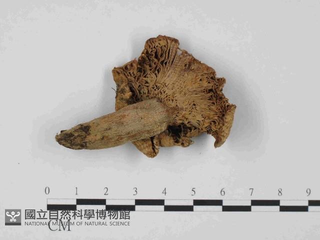 登錄號:F0014394藏品圖，第3張