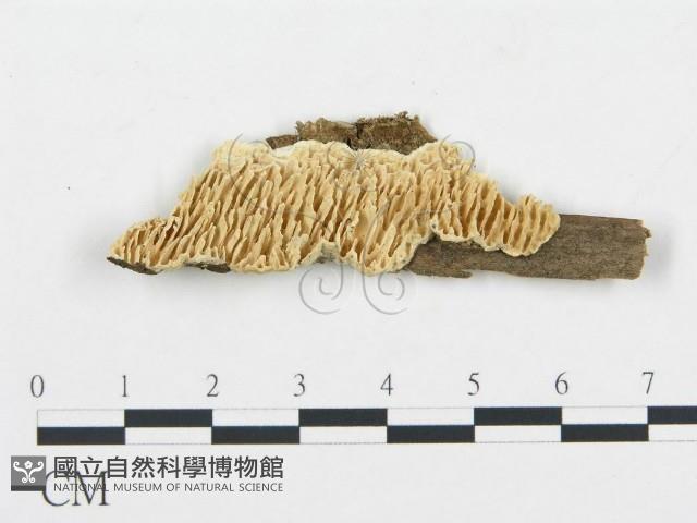 登錄號:F0017394藏品圖，第1張