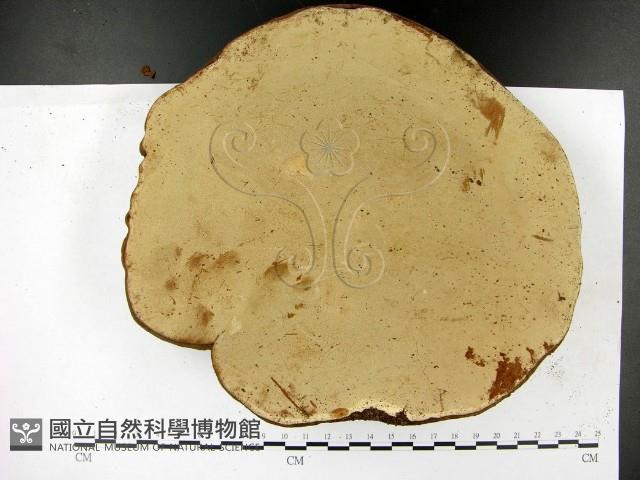 登錄號:F0023394藏品圖，第3張