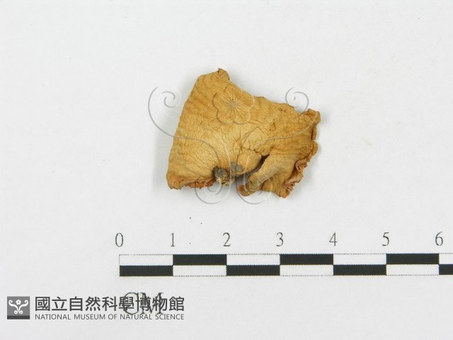 側耳屬藏品圖，第3張