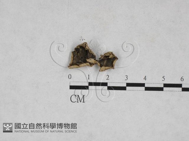 登錄號:F0028284藏品圖，第3張