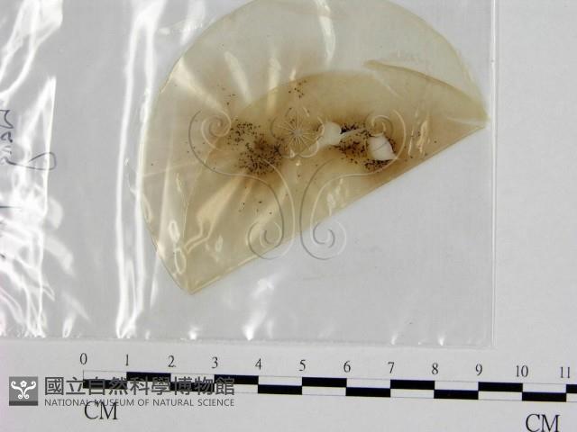 登錄號:F0008284藏品圖，第3張