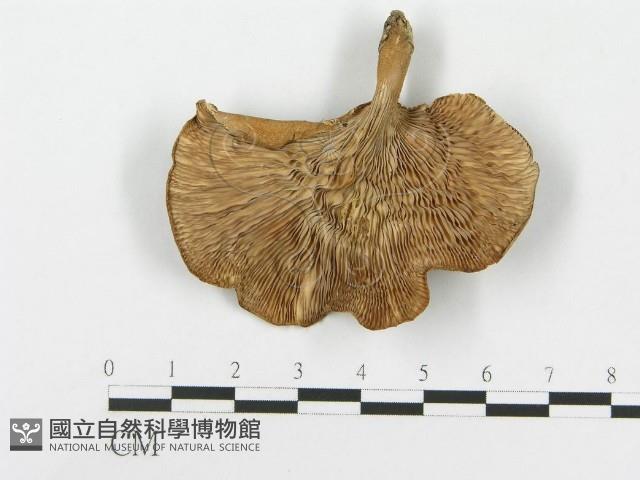 登錄號:F0020284藏品圖，第1張