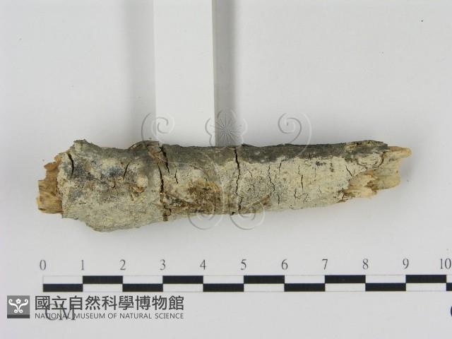 冇骨消絲齒菌藏品圖，第3張