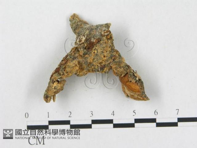 登錄號:F0010284藏品圖，第3張