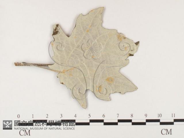 登錄號:F0026284藏品圖，第1張