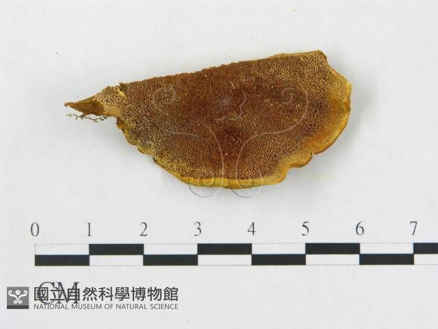 登錄號:F0006284藏品圖，第1張