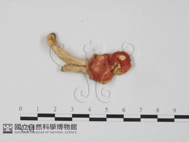 紅菇屬藏品圖，第3張