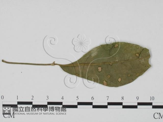 館號:F0021284藏品圖，第3張