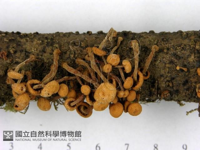 登錄號:F0014284藏品圖，第3張